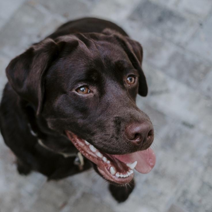 Portrait of Riley Chen, group coordinator and fusion cooking expert